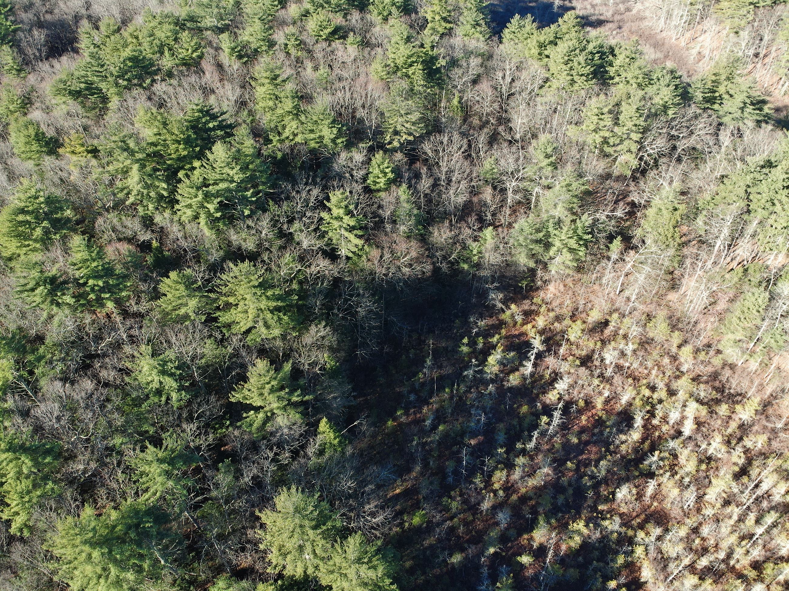 An aerial view of Honey Pot Conservation Area in the fall. Lower right of the image is a wetland while the remaining is forested.